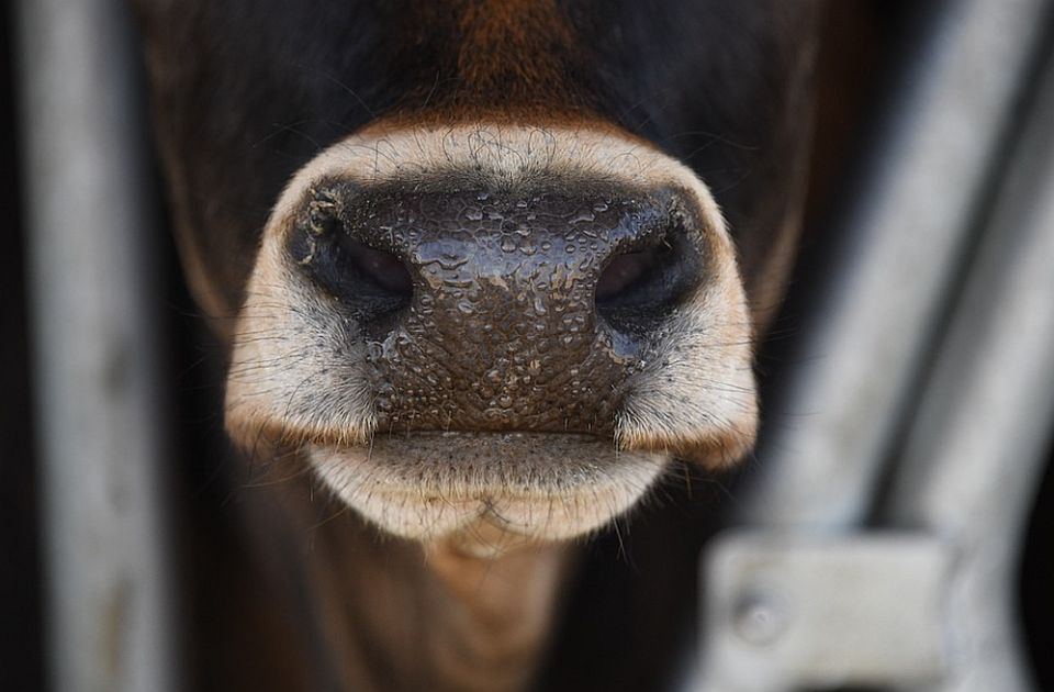 Samostalni sindikat poljoprivrede: Al Dahra gasi farme