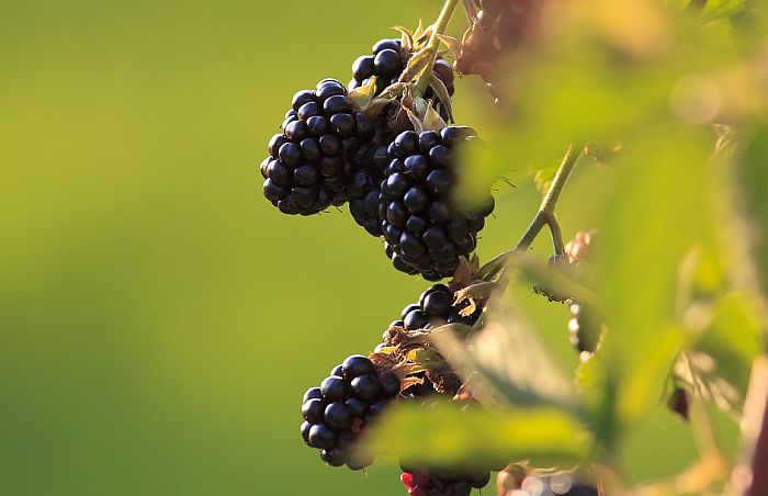 Kupine propadaju jer se proizvođačima ne isplati da unajme berače