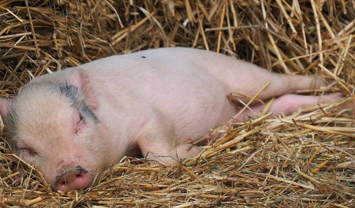 Epidemija svinjske groznice i vanredno stanje u Rumuniji, više od 500 žarišta