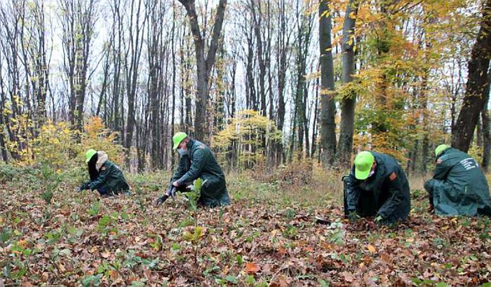 Sadnja 60.000 sadnica za 60 godina NP Fruška gora; LSV: Zaustaviti mahnitu seču šume