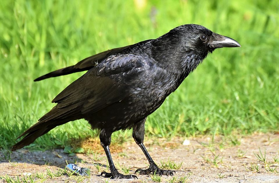 Ženu u Beogradu napale vrane, zadobila povrede glave