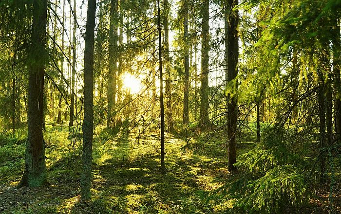 Zemlje u kojima građani imaju ustavno pravo da lutaju prirodom