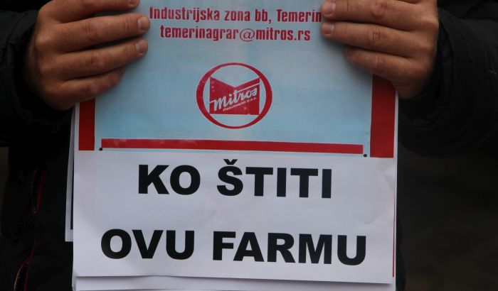 FOTO Temerinci traže iseljenje farme svinja: Inspektori, jadni i nesretni, ništa ne smeju da preduzmu