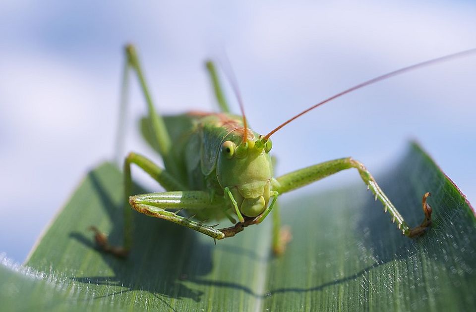 Cvrčak i larva crva brašnara mogu biti na meniju u EU: Insekti u keksu, čipsu, testenini...