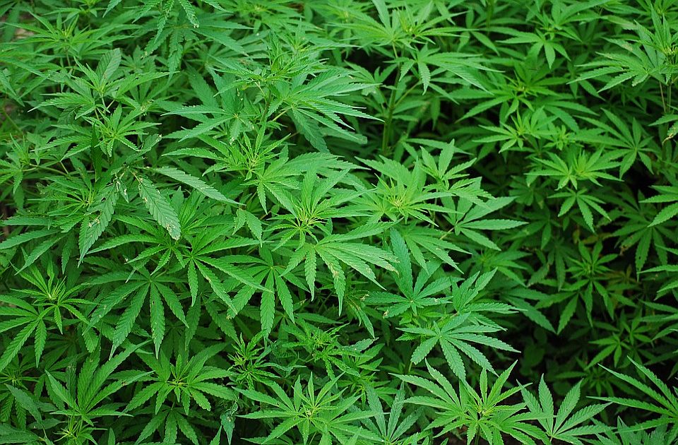 Zaplenjena marihuana u Bačkom Petrovcu