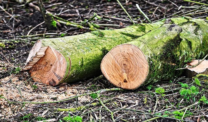 Vojvođanski putari posle 13 godina primetili da su stabla neplanski posađena, građani negoduju zbog najavljene seče