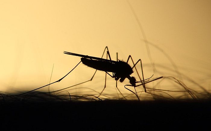 Naučnici puštaju sterilne komarce u prirodu u borbi protiv malarije