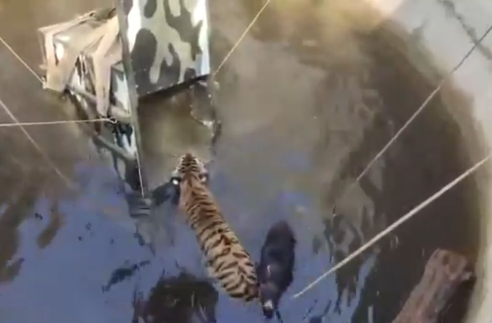 VIDEO Tigar i vepar upali u bunar u Indiji: Ostali smireni i maksimalno sarađivali tokom spasavanja