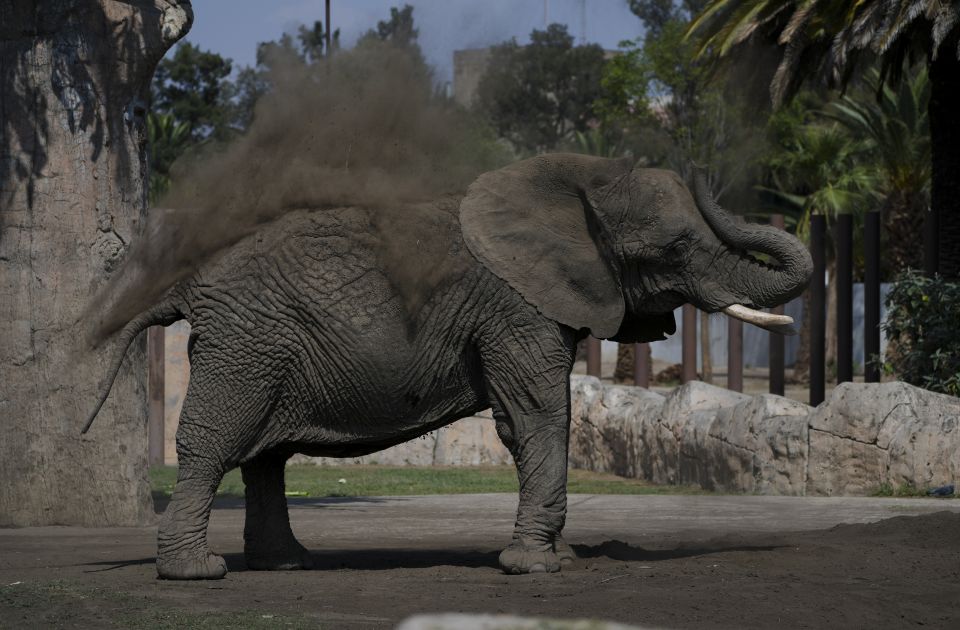 Sud naredio zoo vrtu da obezbedi bolje životne uslove za najtužnijeg slona na svetu