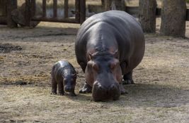 VIDEO: U Zoo vrtu u Edinburgu na svet stigla beba retkog patuljastog nilskog konja