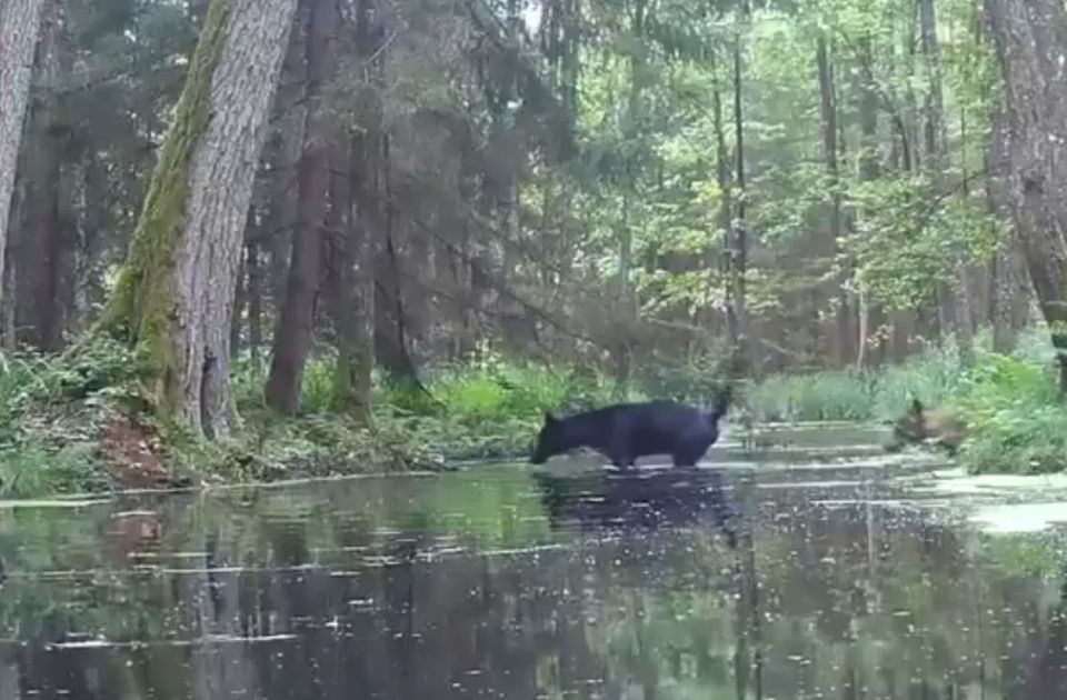 VIDEO: Dva retka crna vuka snimljena u Poljskoj