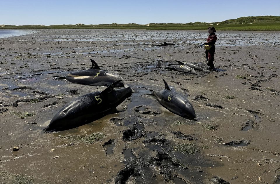 Masovno stradanje delfina u Masačusetsu, najveće u istoriji SAD