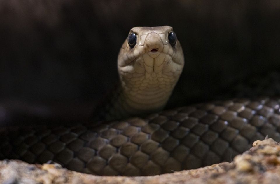 VIDEO: Indijca ugrizla zmija, on nju dva puta i ubio je - kaže da se tako neutrališe otrov