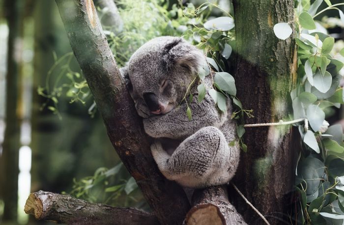 VIDEO: Dronovi broje koale u Australiji