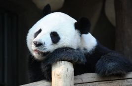 Povećan broj džinovskih pandi u divljini u Kini