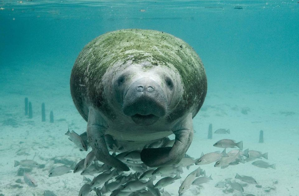 Morske krave na Floridi umiru od gladi