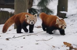 VIDEO: Crvene pande iskoristile sneg i pobjegle iz zoo vrta