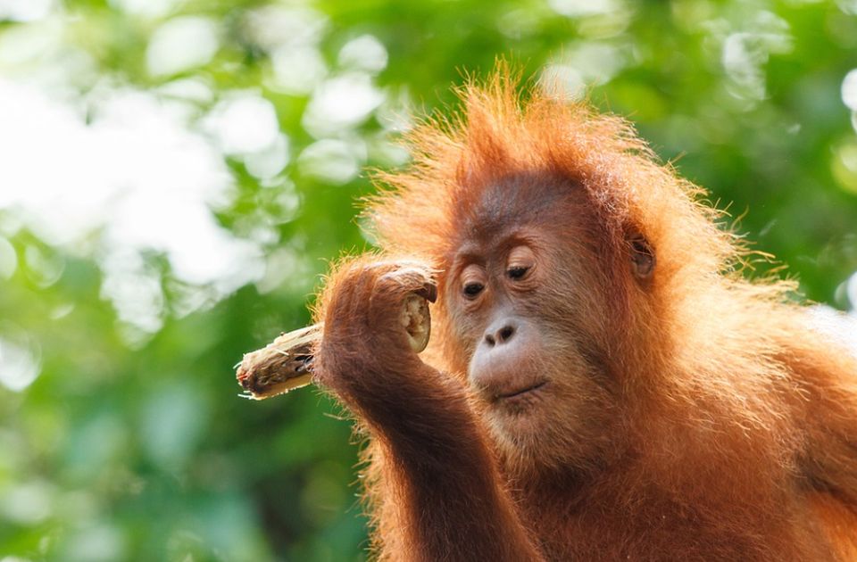 Po uzoru na kinesku "panda diplomatiju": Malezija želi da poklanja orangutane