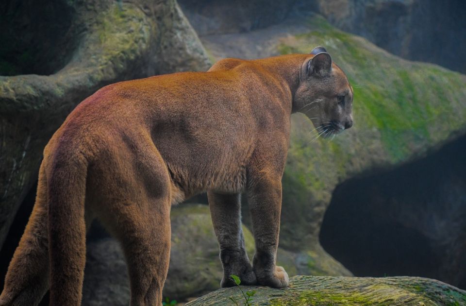 Puma napala petogodišnjeg dečaka u parku u Kaliforniji