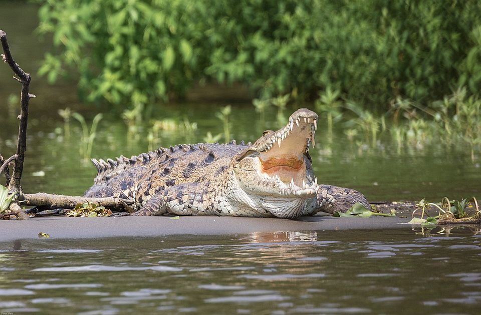 VIDEO: Uhvaćeno 70 krokodila koji su utekli sa farme u Kini