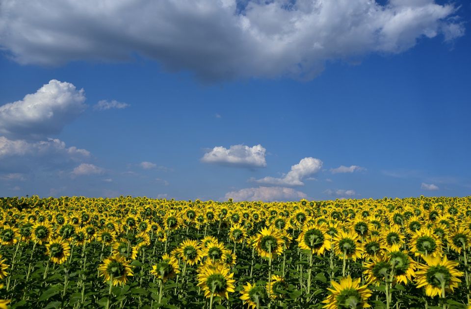 Srbija treća po izvozu jestivog ulja u EU, prestigla Rusiju