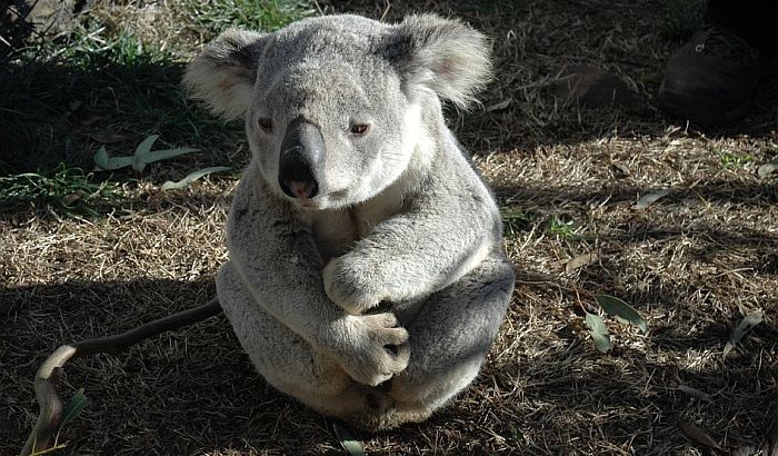 Više od 60.000 koala stradalo u požarima u Australiji