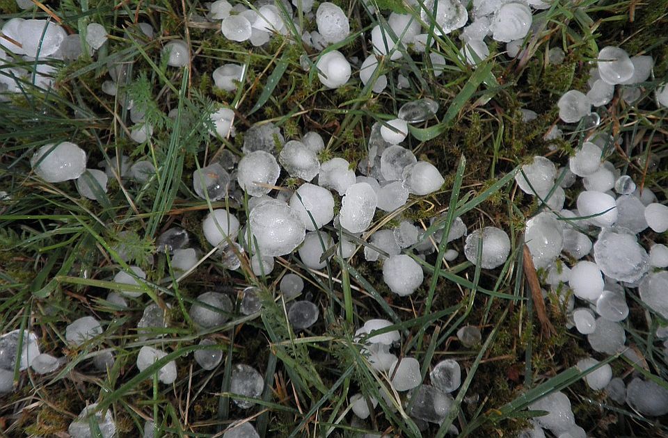 Poljoprivrednici ove nedelje prijavljuju štetu na usevima u Opštini Bačka Palanka