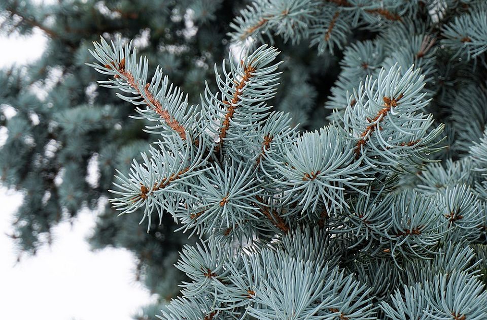 Gradsko zelenilo počinje prodaju jelki sa busenom na tri lokacije u Novom Sadu