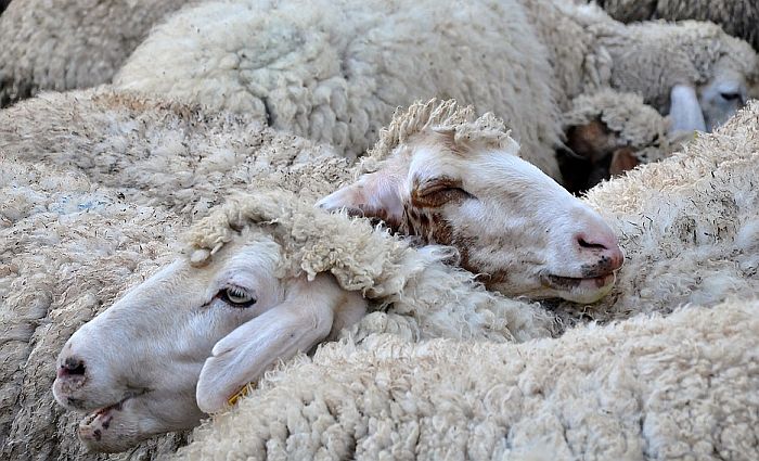 Voz naleteo na stado u Nemačkoj, stradalo 45 ovaca