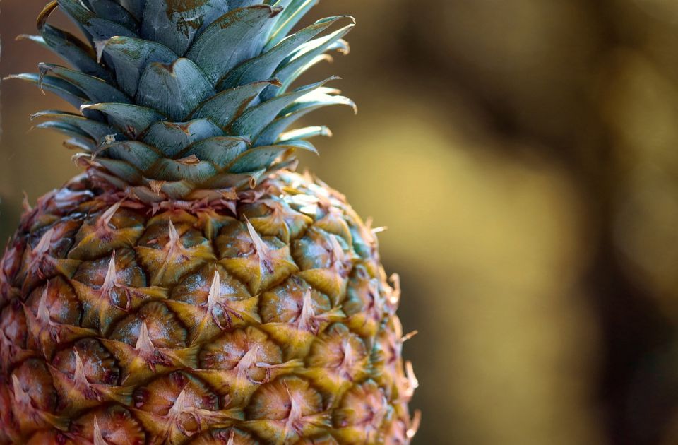 Ananas se nekad iznajmljivao, a zbog bromelaina ostavlja osećaj peckanja na jeziku