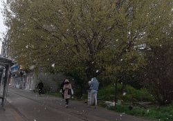 VIDEO Nije aprilska šala: U Novom Sadu satima padao sneg