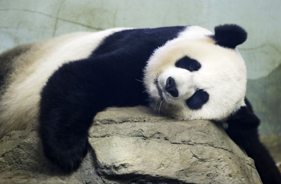 VIDEO Čekali celu noć u redu: Dve hiljade ljudi došlo da se oprosti od pandi u zoo vrtu u Japanu