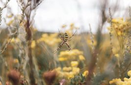 VIDEO Ogromni otrovni pauci šire se SAD-om: Noge su im duge 10 cm i mogu da lete