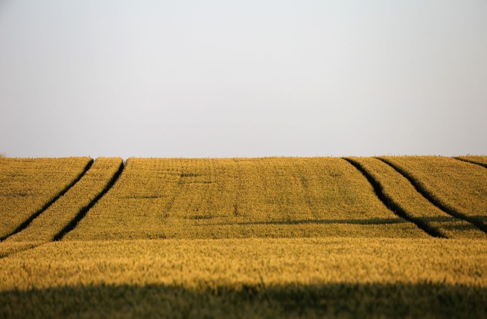 Cena pšenice u svetu raste: Hoće li biti zarade za proizvođače u Srbiji ove godine?