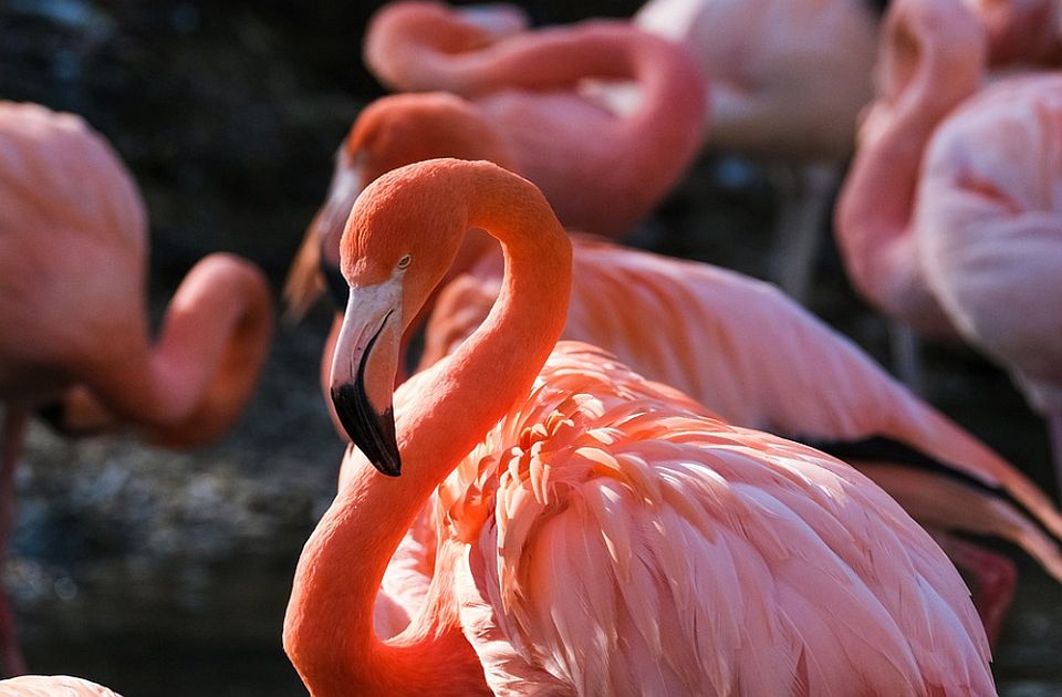 VIDEO: Pronađen flamingo koji je 2005. pobegao iz zoološkog vrta 