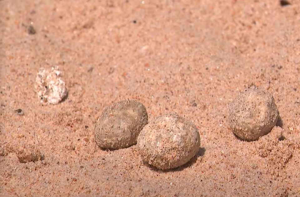 VIDEO: Plaže u Sidneju ponovo zatvorene zbog misterioznih kuglica