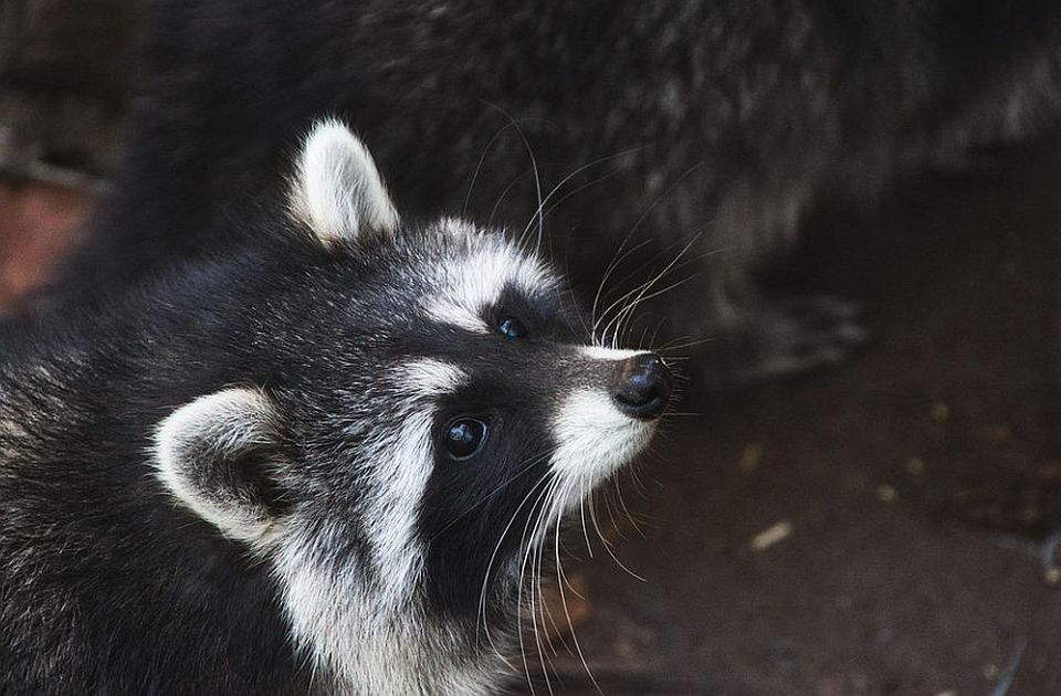 FOTO: Ženka rakuna u očaju da dođe do svojih beba progrizla krov, pa se zaglavila