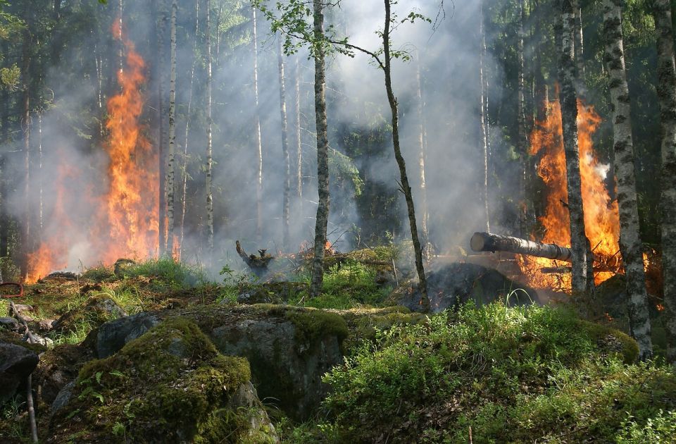 Drveće zbog požara "zadržava dah"