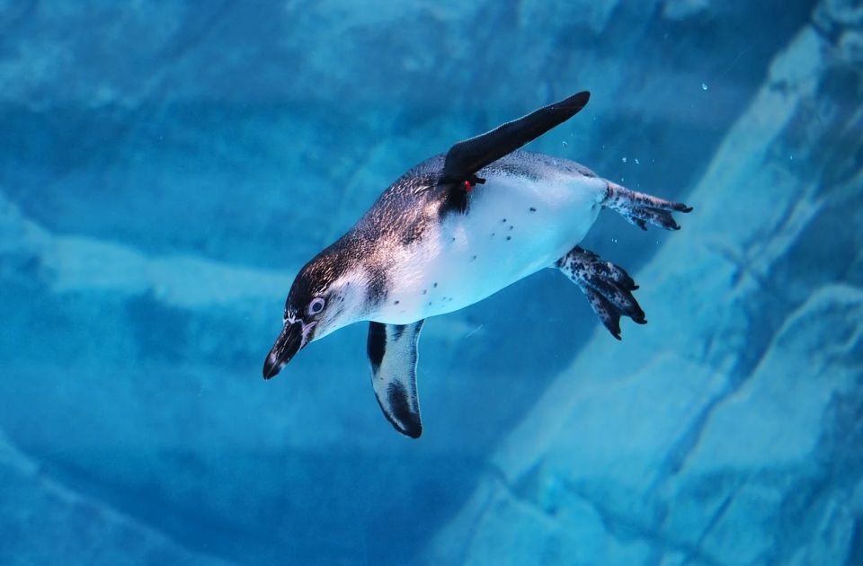 Carski pingvin prešao hiljade kilometara i dospeo na plažu u Australiji