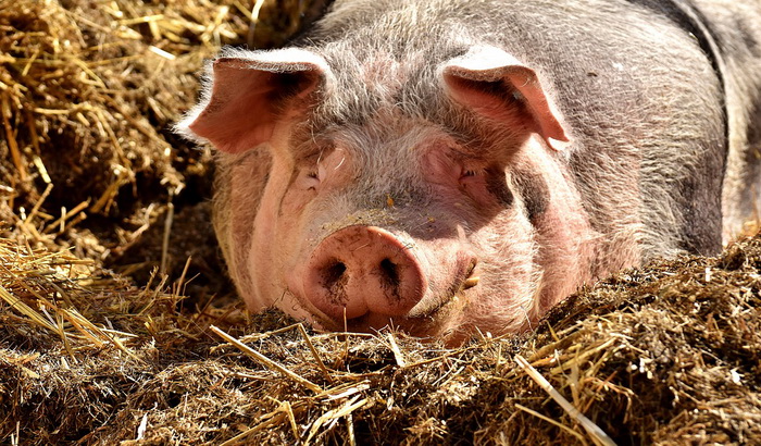 PETA: Nemojte nazivati ljude svinjama, to vređa životinje