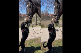VIDEO: Konjička četa MUP-a udomila psa lutalicu Milicu - konji je obožavaju