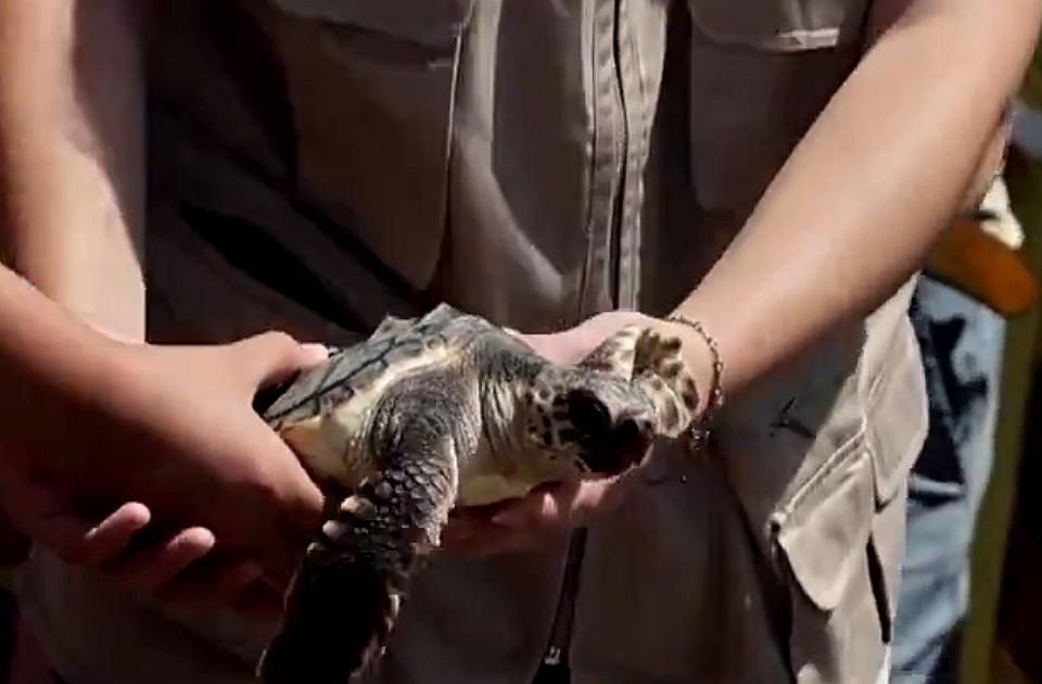 VIDEO: Više desetina mladih kornjača pušteno u more u Španiji