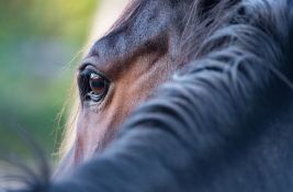 U požaru u ergeli u Francuskoj stradalo 70 konja