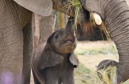 Na Tajlandu rođeni retki slonovi blizanci, dobili blagoslov budističkih monaha
