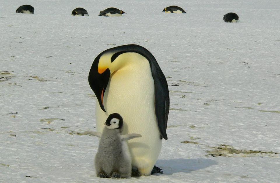 Najstarija pingvinka na svetu postala mama