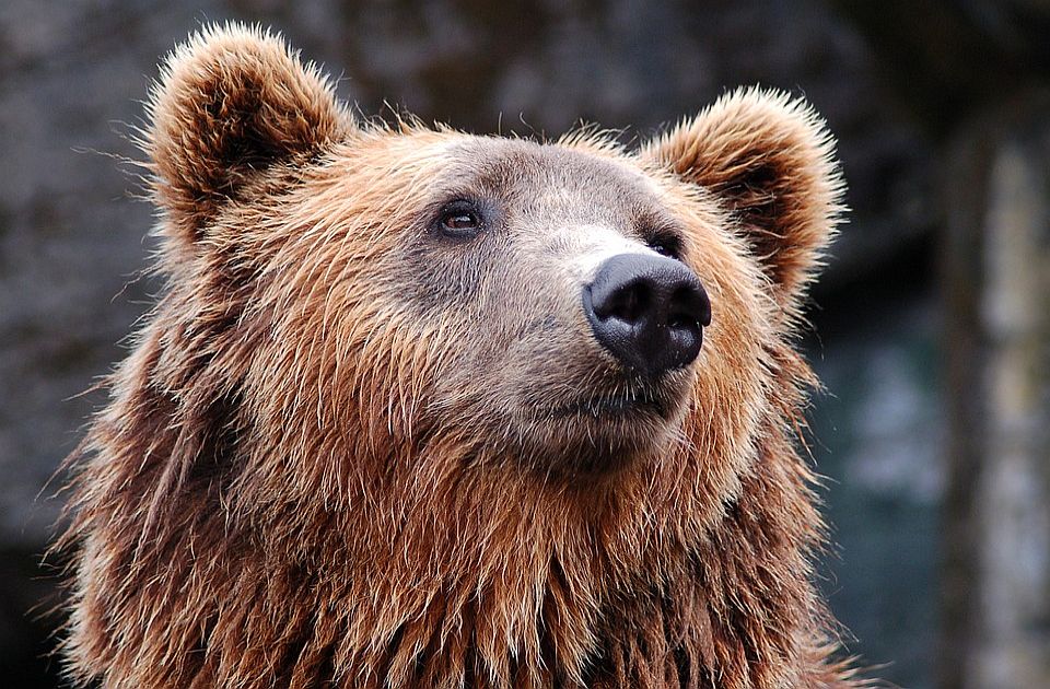 U Rumuniji postavljaju upozorenja turistima da ne hrane medvede