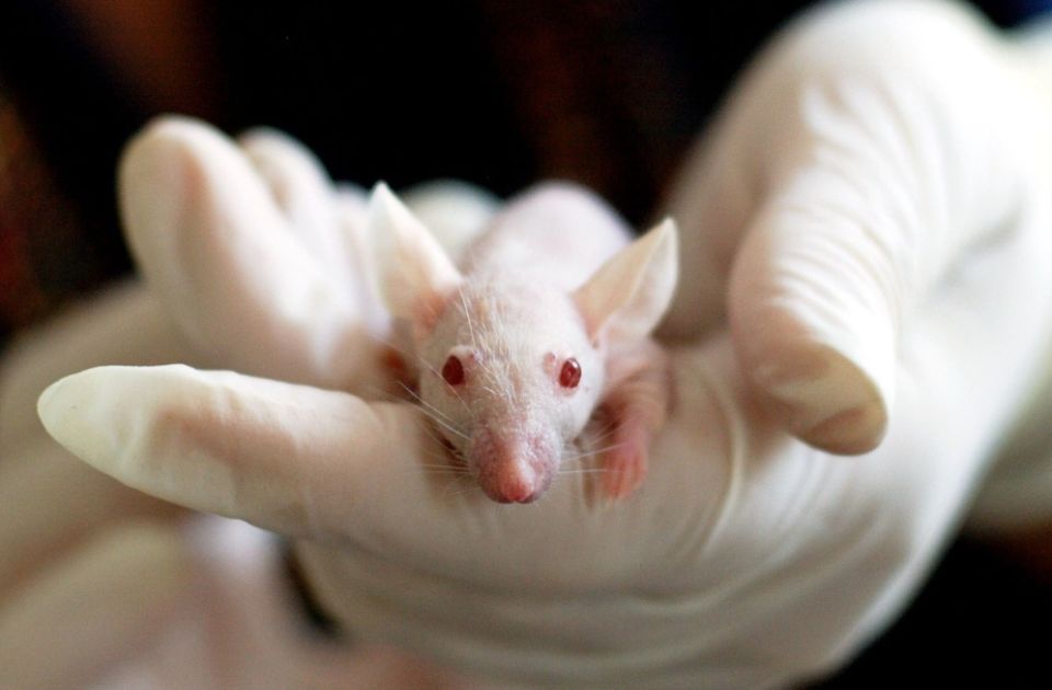 Miševima produžili život za 25 odsto, izgledali mladoliko: Sada lek testiraju na ljudima