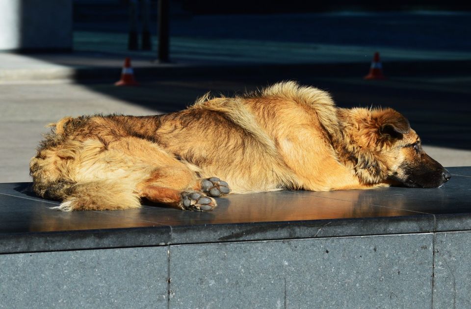 Ovo voće može da bude otrovno za pse: Uzrokuje i otkazivanje bubrega