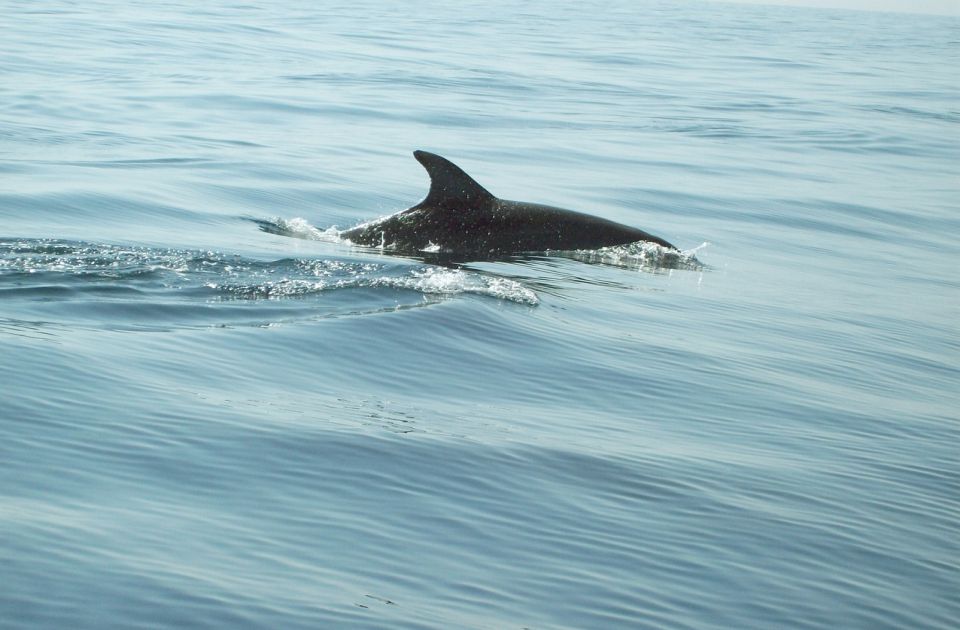 VIDEO: Delfin stigao do Temze, apel na građane i turiste da ga ne diraju 