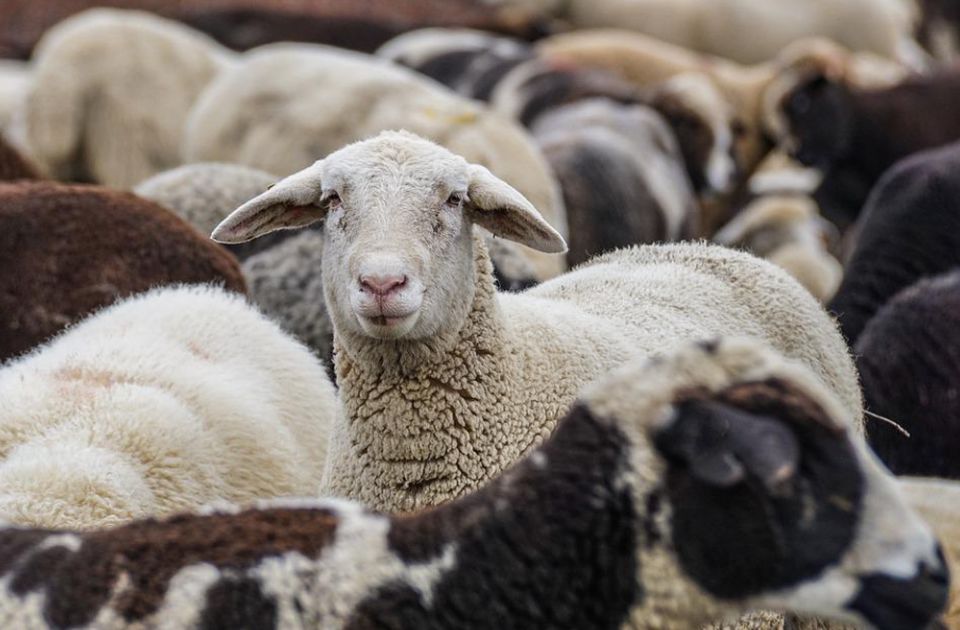 Rumunija na tri nedelje zabranila ispašu ovaca i koza zbog epidemije kuge 